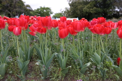 4月18日 万博記念公園 10