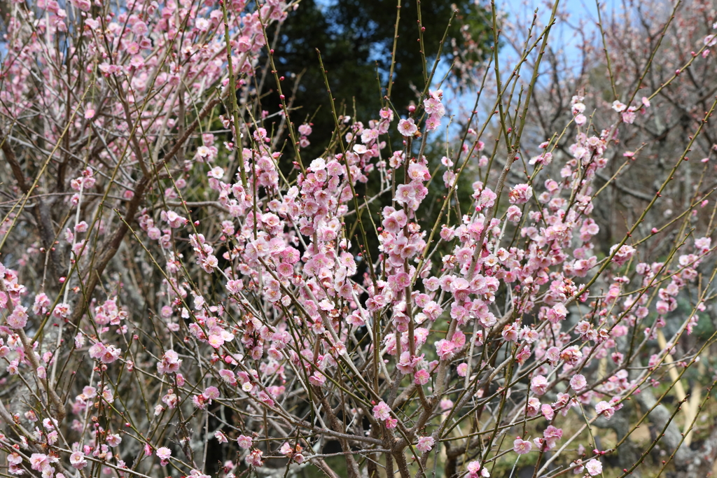 3月20日 布引ハーブ園 30