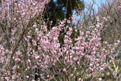 3月20日 布引ハーブ園 30