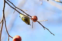 1月3日 明石公園 ８