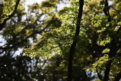 5月23日 相楽園 47