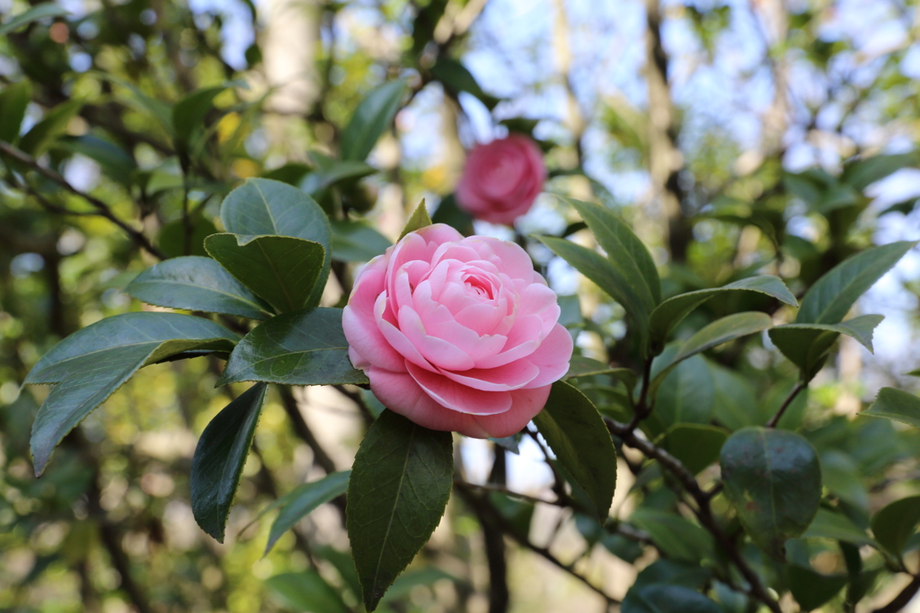 3月19日 万博記念公園 18