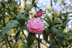 3月19日 万博記念公園 18