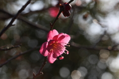 2月13日 岡本梅林公園 21