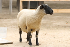 6月16日 王子動物園 10