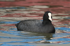 2月4日 明石公園 ９