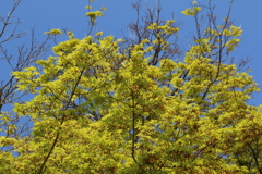 4月9日 散歩 ３