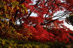 12月6日 須磨離宮公園 23