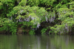 4月30日 明石公園 ７