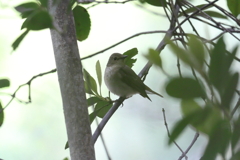 5月5日 明石公園 11