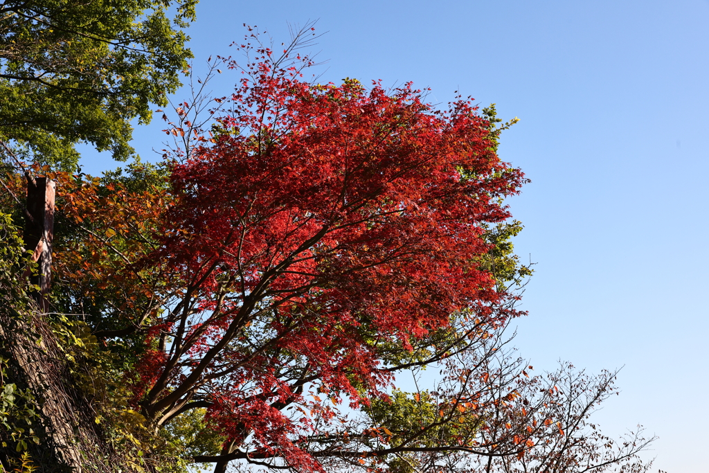 11月14日 布引ハーブ園 23