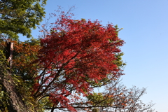 11月14日 布引ハーブ園 23