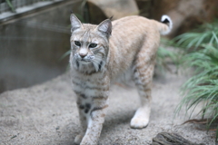 6月16日 王子動物園 22 