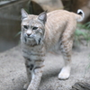 6月16日 王子動物園 22 