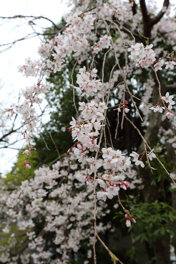 3月28日 岡本南公園 ７