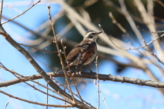 2月5日 明石公園 14