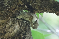 5月6日 明石公園 ９