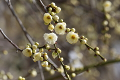 2月22日 岡本公園 4 2月22日 岡本公園 4
