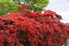 4月18日 長岡天神 ６
