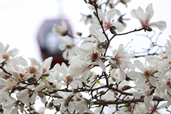 3月20日 布引ハーブ園 58