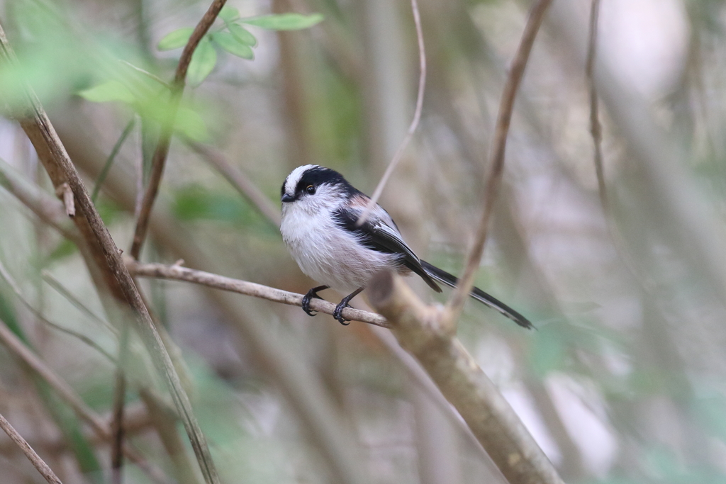 11月17日 明石公園 12
