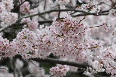 4月2日 明石公園 14