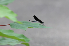 6月27日 夙川河川敷公園 ２