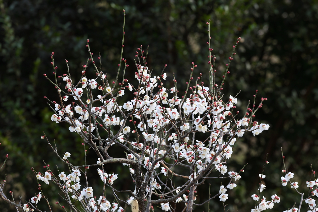 2月20日 須磨離宮公園 15