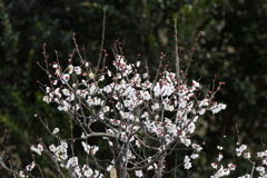 2月20日 須磨離宮公園 15
