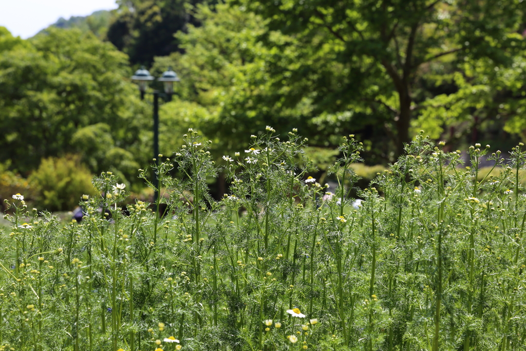 5月5日 布引ハーブ園 28