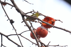 1月9日 夙川河川敷公園 ９