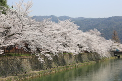 3月29日 京都 3 3月29日 京都 3