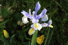 4月9日 散歩 18