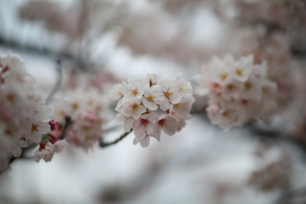 4月7日 夙川 ４