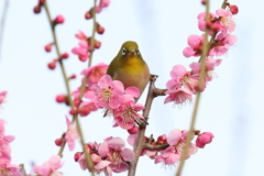 2月20日 須磨離宮公園 17