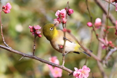 2月20日 須磨離宮公園 28