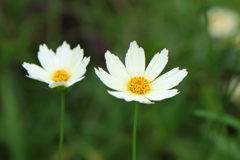 8月15日 明石公園 ５