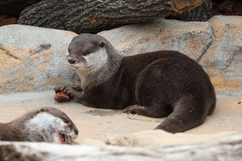 3月26日 王子動物園 28