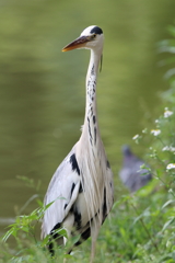 6月19日 明石公園 7