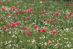 4月18日 万博記念公園 31
