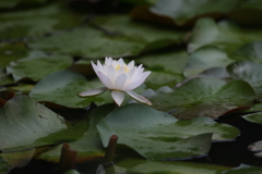 7月4日 明石公園 １
