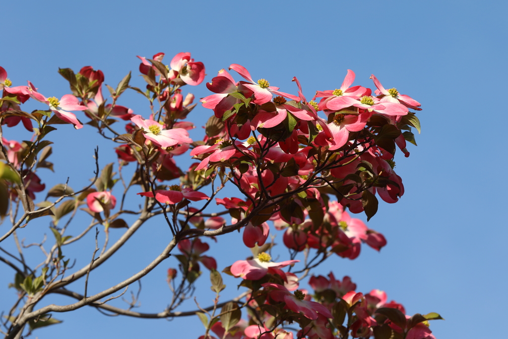 4月10日 散歩 ４