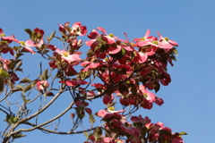 4月10日 散歩 ４