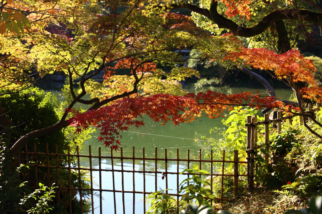 11月24日 相楽園 14