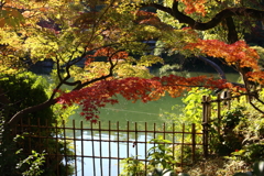 11月24日 相楽園 14 11月24日 相楽園 14