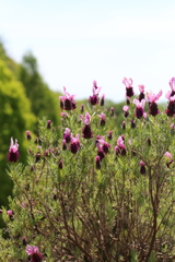 5月5日 布引ハーブ園 ２