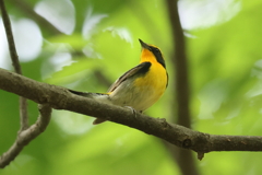 5月12日 大阪城公園 ３
