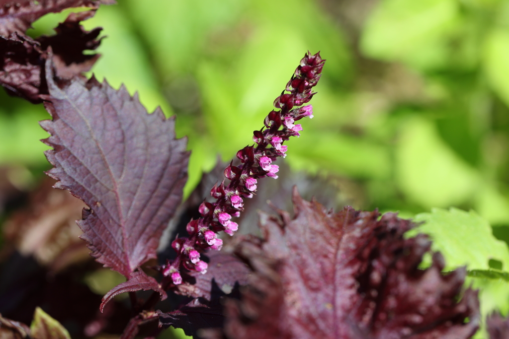 9月21日 布引ハーブ園 13