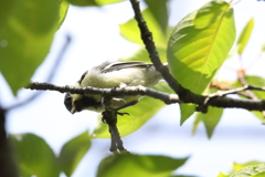 7月3日 夙川河川敷公園 ５