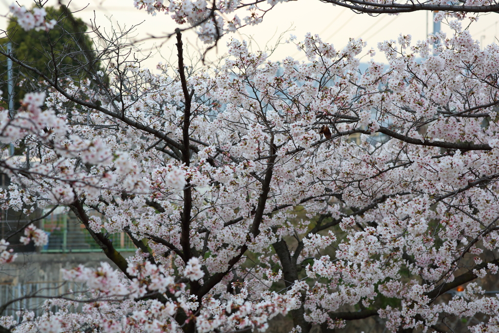 4月7日 夙川 ６